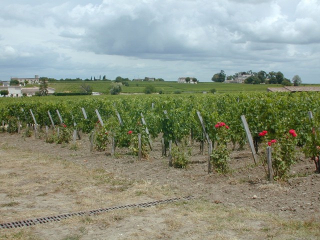 Vineyard at St. Emilion