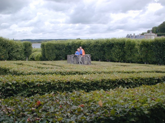 Palms in the hedgerow maze